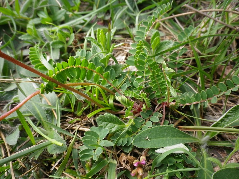 I colori del rosa - Astragalus monspessulanus